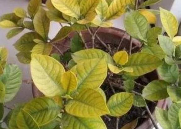 种花如何防烂根,烂根花草的养殖方法