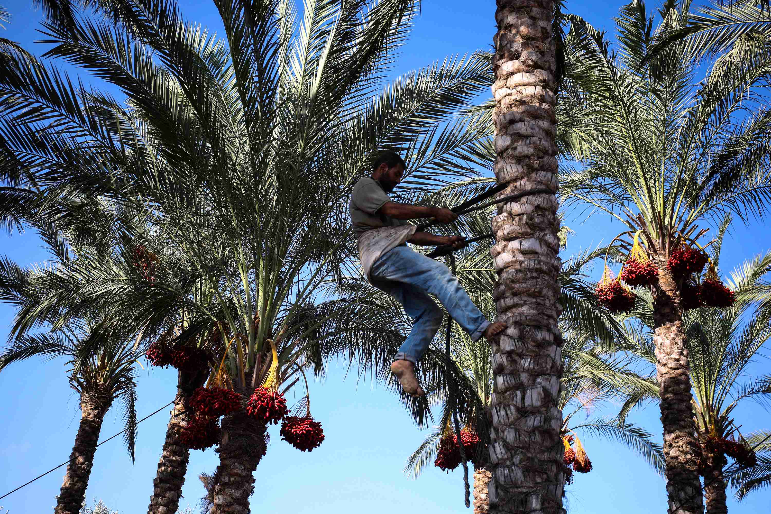 椰枣伊拉克椰枣软糯香甜,软糯香甜皮薄椰枣