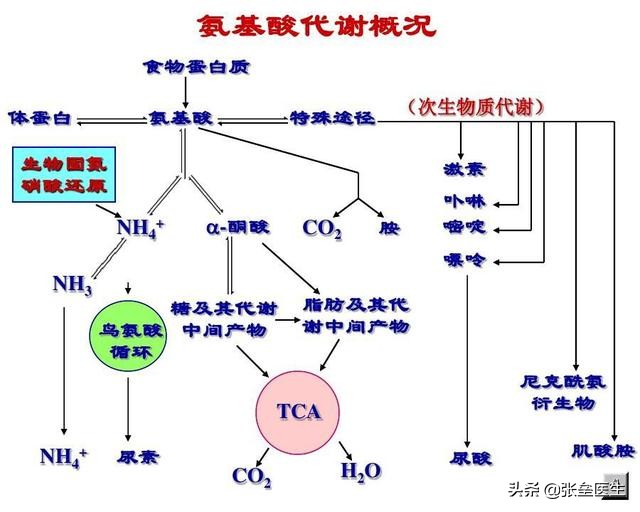 肝脏白蛋白低下是什么原因,血红蛋白低的原因及危害