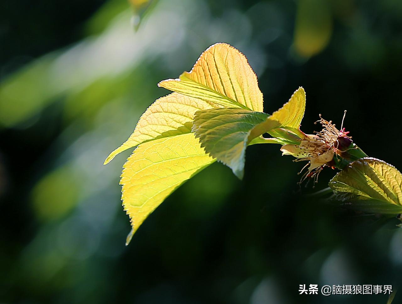 春天拍摄的绿叶怎么拍,春天的花朵怎么拍摄照片