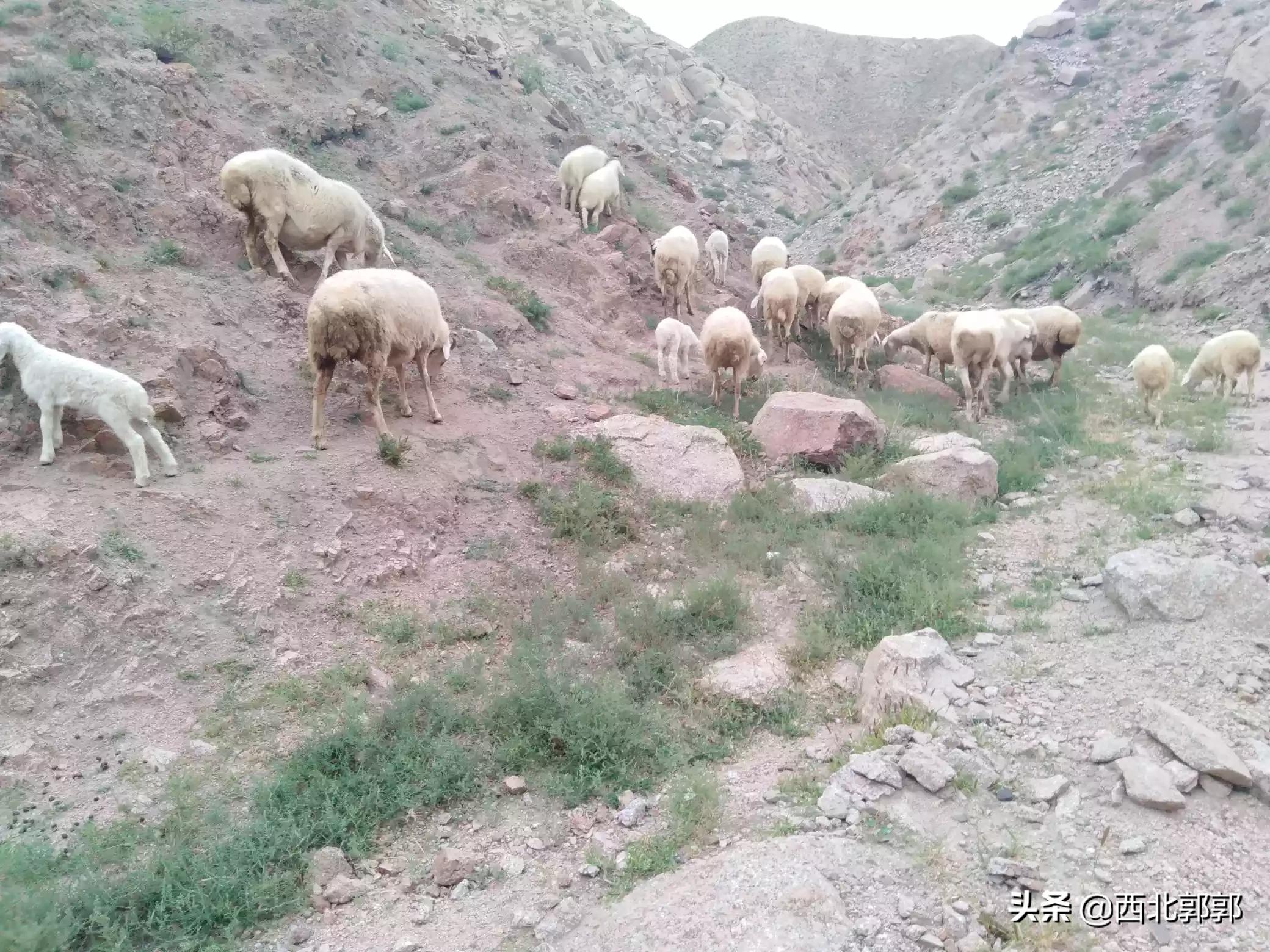 牛羊喂干草好，还是青草好，如何让牛羊吃饱？