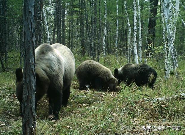 棕熊vs北极熊哪个厉害,北极熊vs棕熊一只棕熊得了白化病