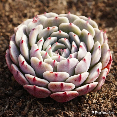 初夏已来临,多肉华丽风车植物