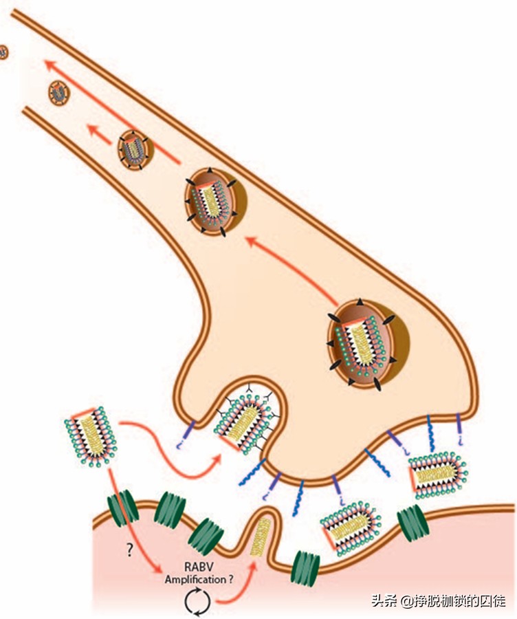 辟谣狂犬病潜伏期,狂犬病毒潜伏期辟谣