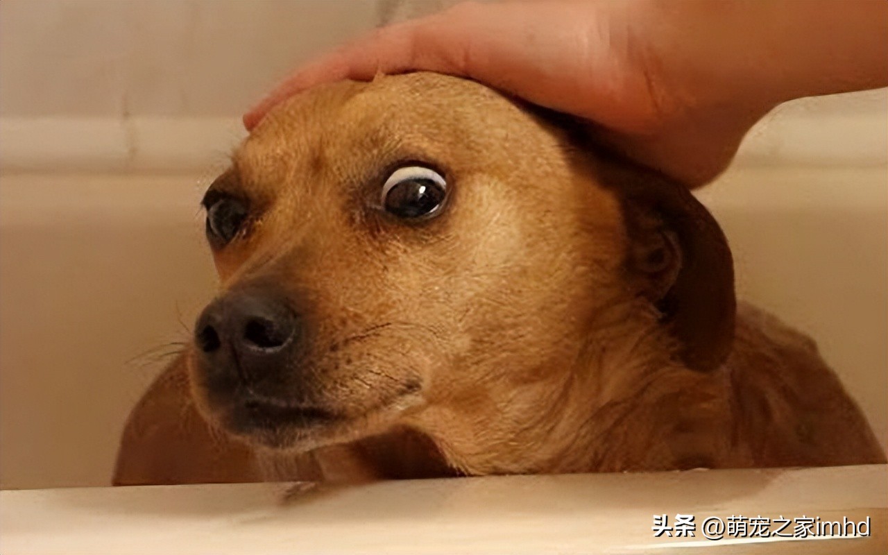 狗狗的这几个动作说明它要咬人,狗狗的动作都是在暗示什么