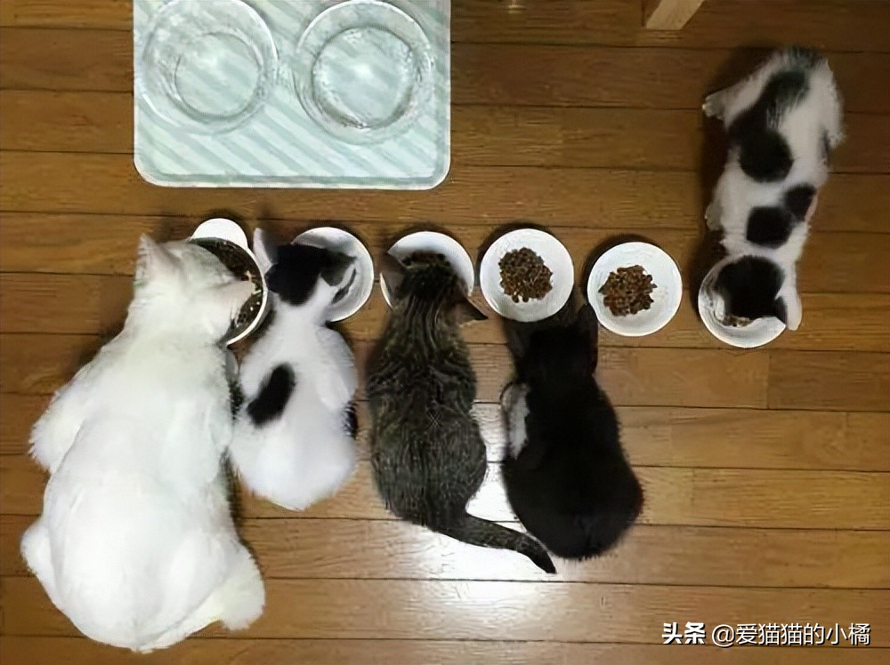 第一次养猫哪种喵星人最适合新手 (养猫必备清单及价目表)