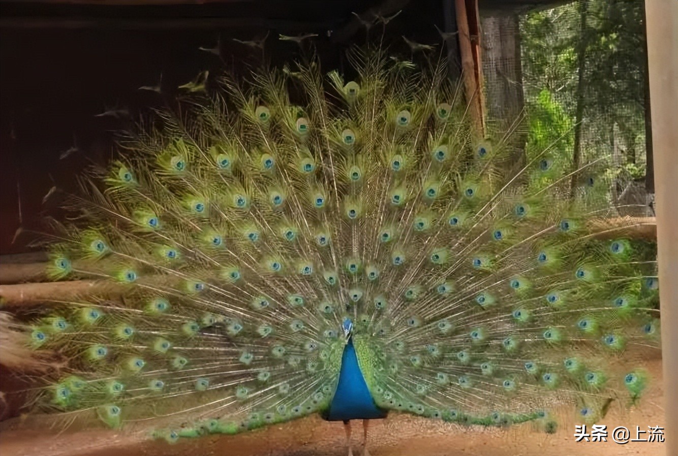 被黑天鹅打得措手不及,学校黑天鹅被学生拿