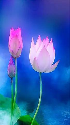 荷花千瓣莲唯美高清大图壁纸,唯美荷花壁纸手机超清全面屏