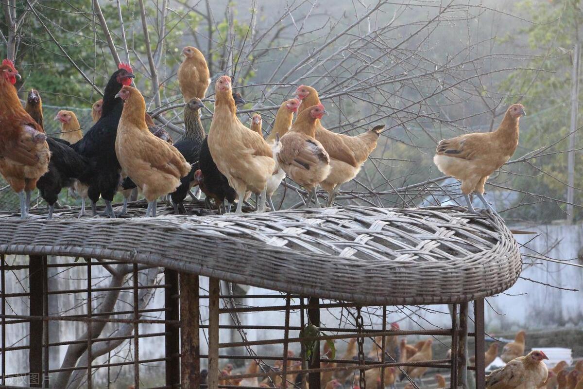 农村大集上这5类东西，多半都是假货，购买要谨慎，了解下少吃亏