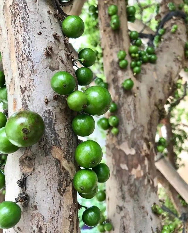 四月生长的水果有哪些,4月开花的水果