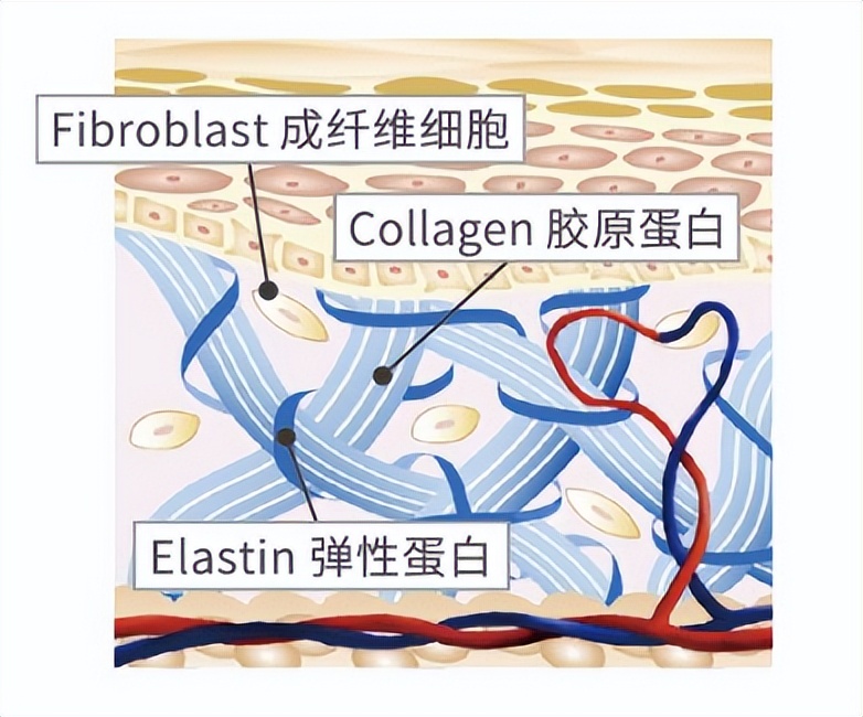 谁偷走了你的胶原蛋白,是谁偷走了你的胶原蛋白