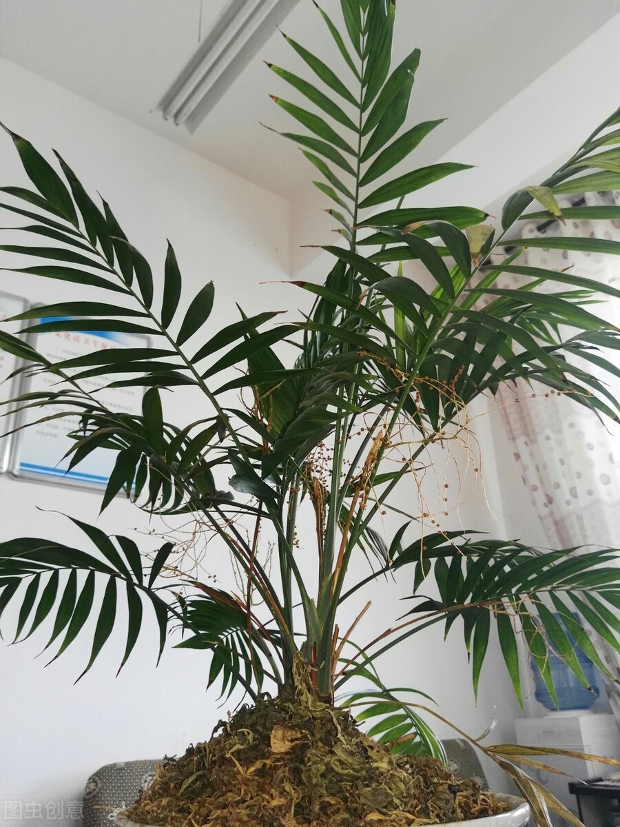 太实用了！45种常见植物养殖方法大全