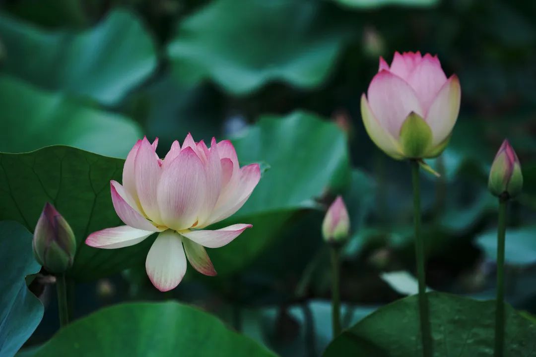 荷花睡莲你能分清吗,荷花和睡莲你能真的分得清楚吗