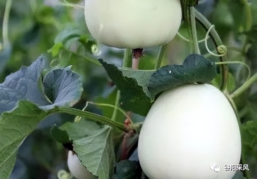 固镇美味香喷喷的小香瓜,话说固镇之722)