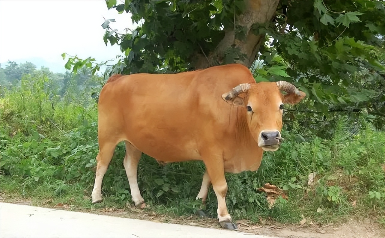 悠闲自在的经典诗词,六首洒脱的经典诗词