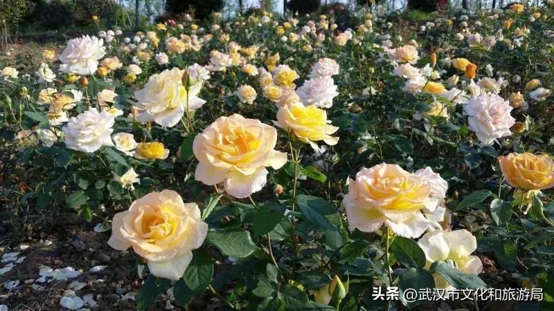 花朝河湾邀您来赏花,花朝河湾旅游景区本地人要门票吗
