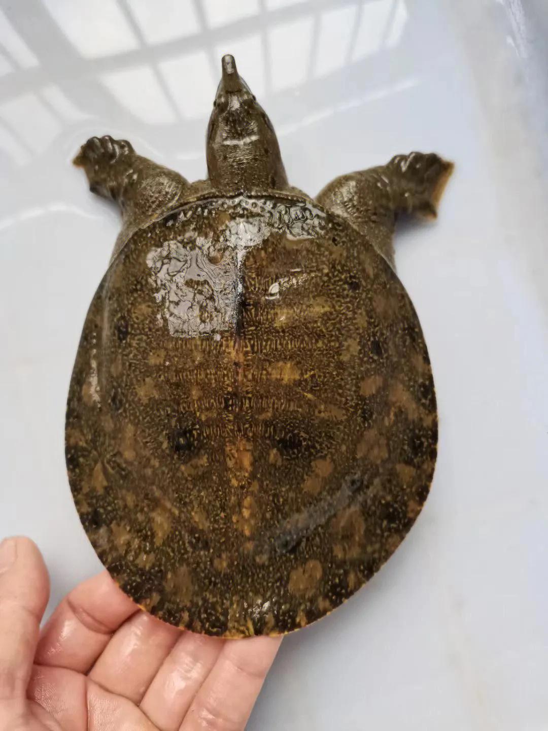 中国常见的淡水鱼全部图片,史上最全的淡水鱼图集