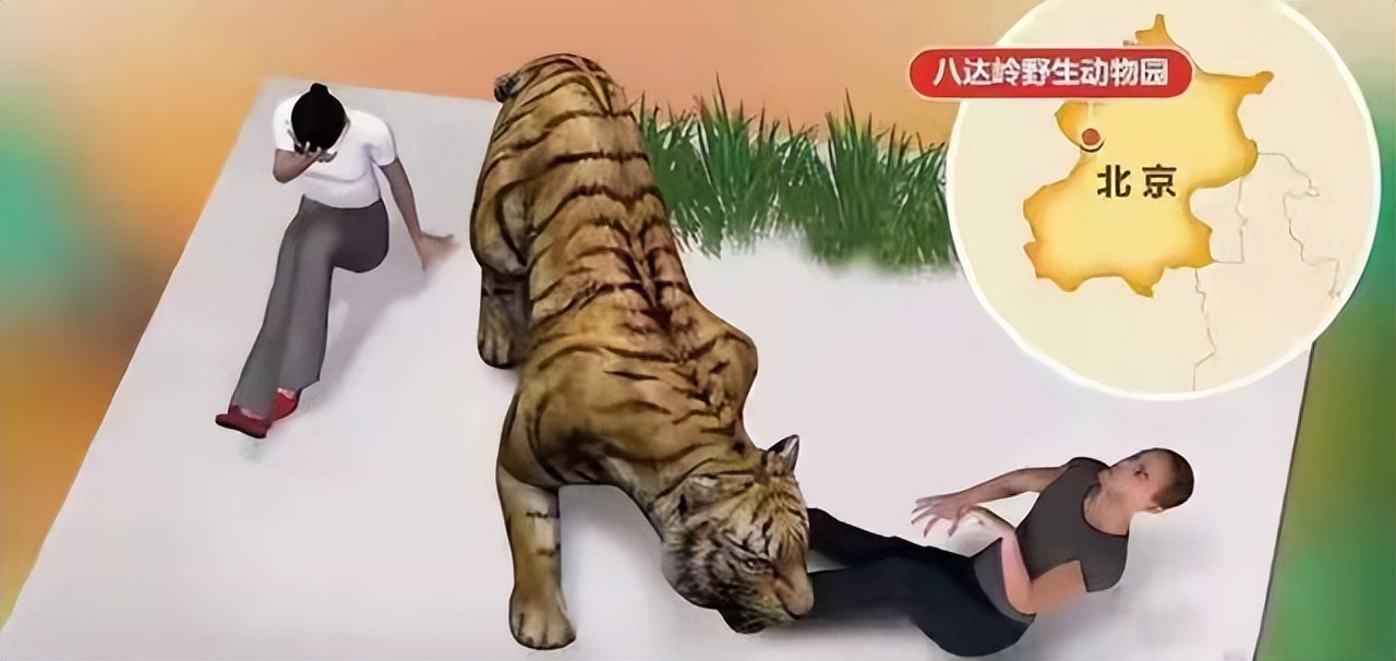 八达岭老虎咬人女子受伤情况,八达岭老虎伤人事件女毁容