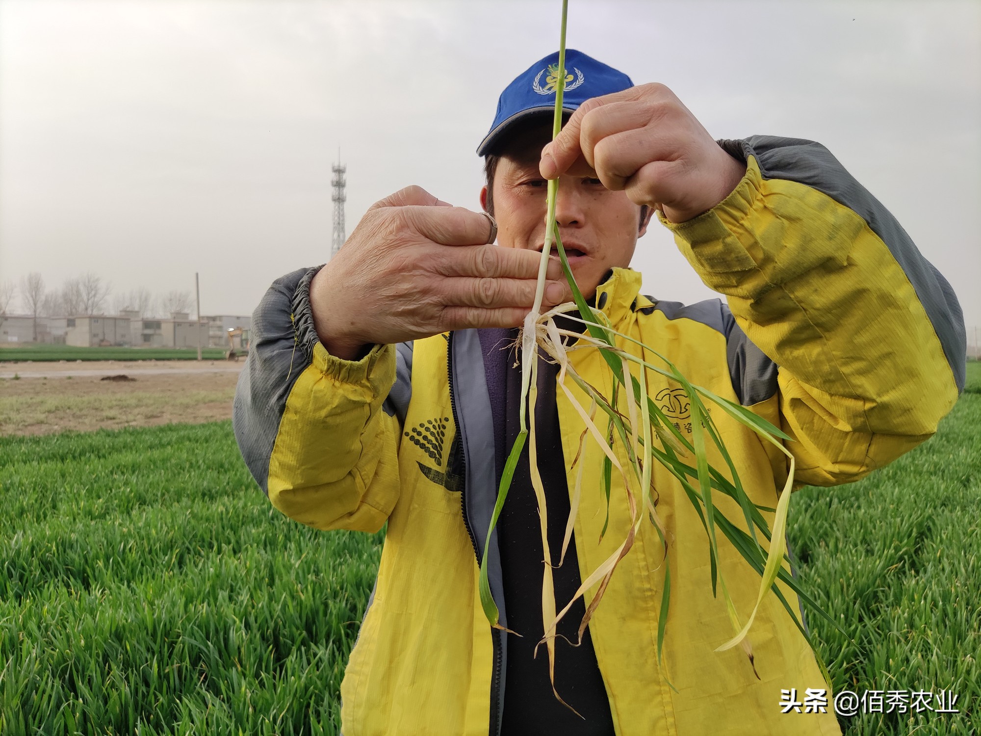 化肥价格上涨农户成本增加,肥料价格上涨农民怎么办