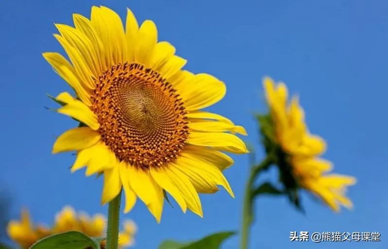 聆听花语盆景直播,聆听花语的声音