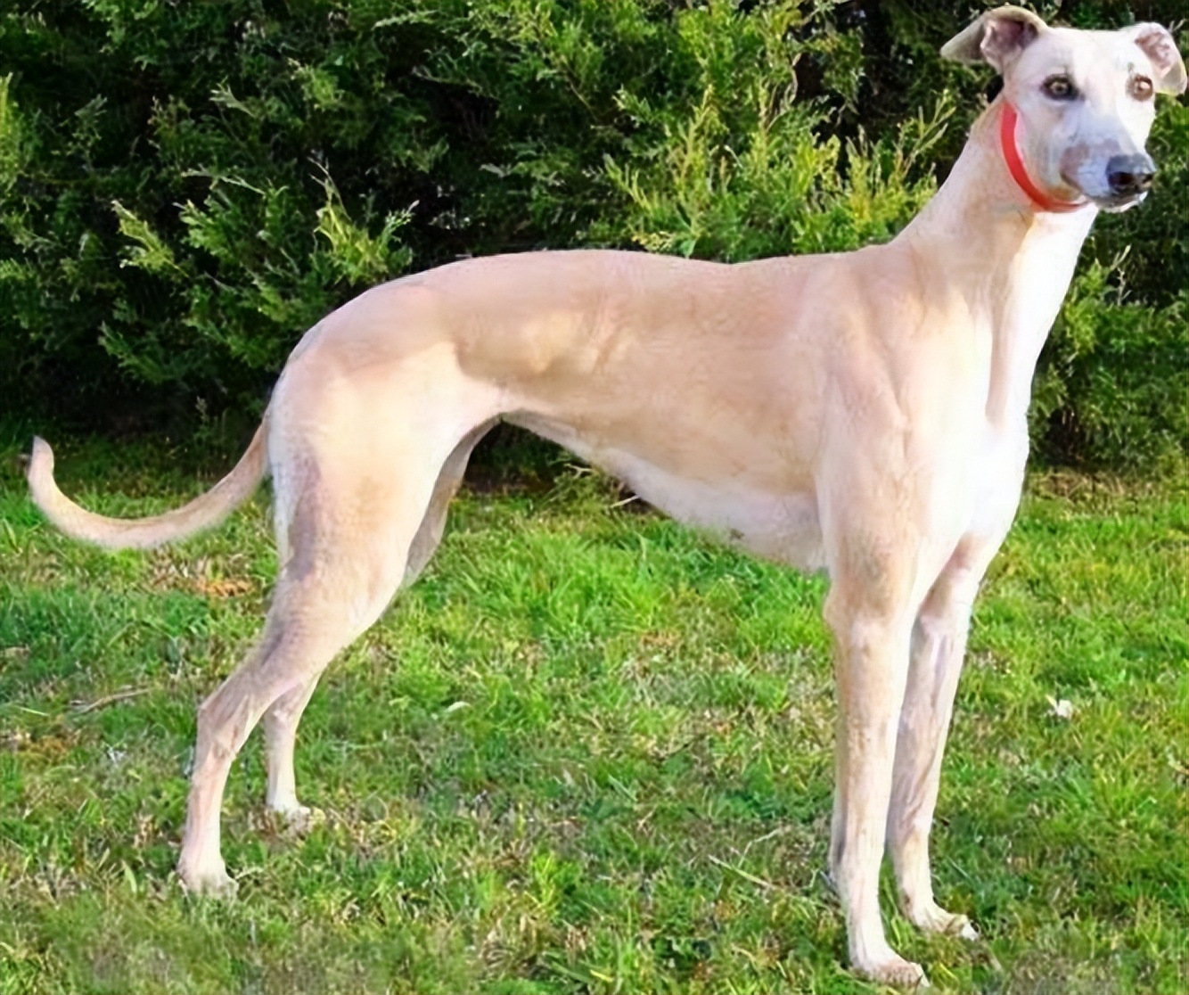 30种常见犬图片,40种常见名犬图片