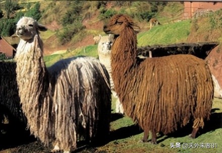 每日一动物：羊驼「yángtuó」