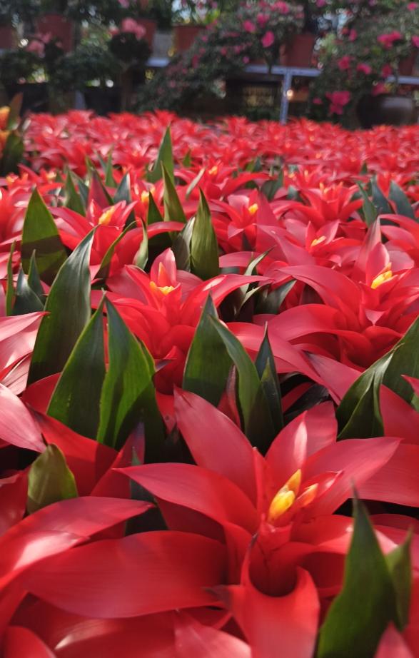 鸿运当头红心烂了怎么处理,鸿运当头出现黄叶是怎么回事