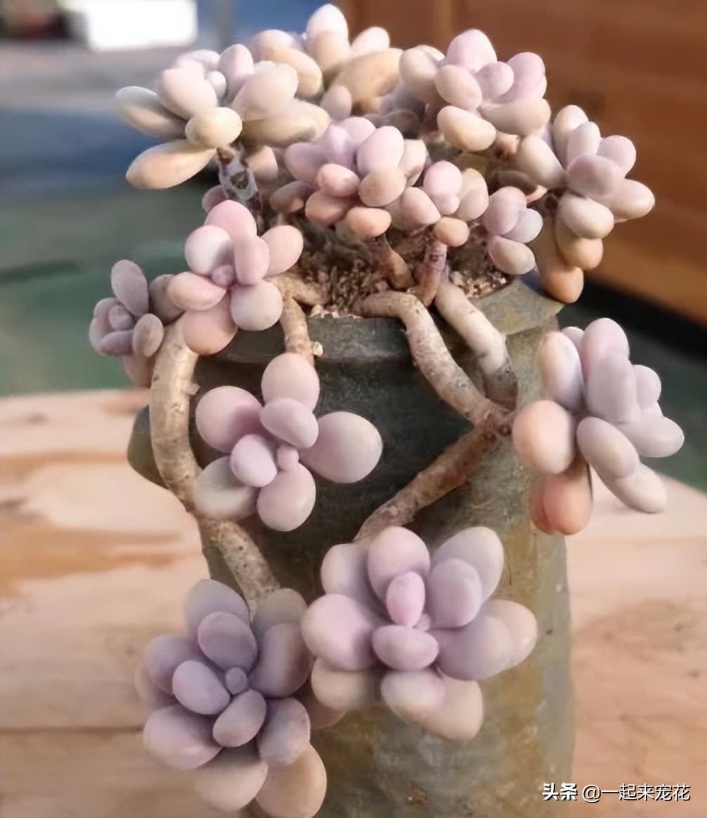 最近出老桩比较火的多肉,10款普货多肉皮实又好养