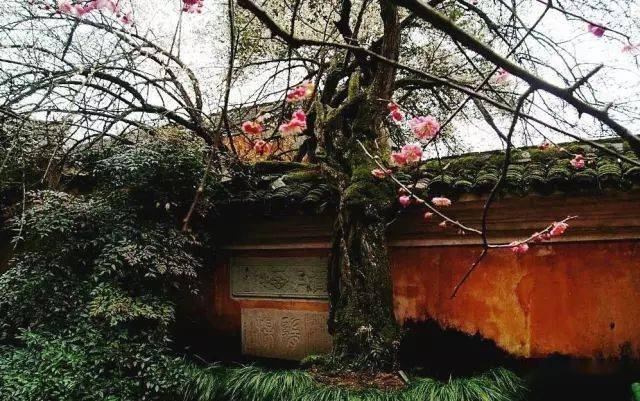 一文说清手串珠数、颜色、材质、鉴别与开光