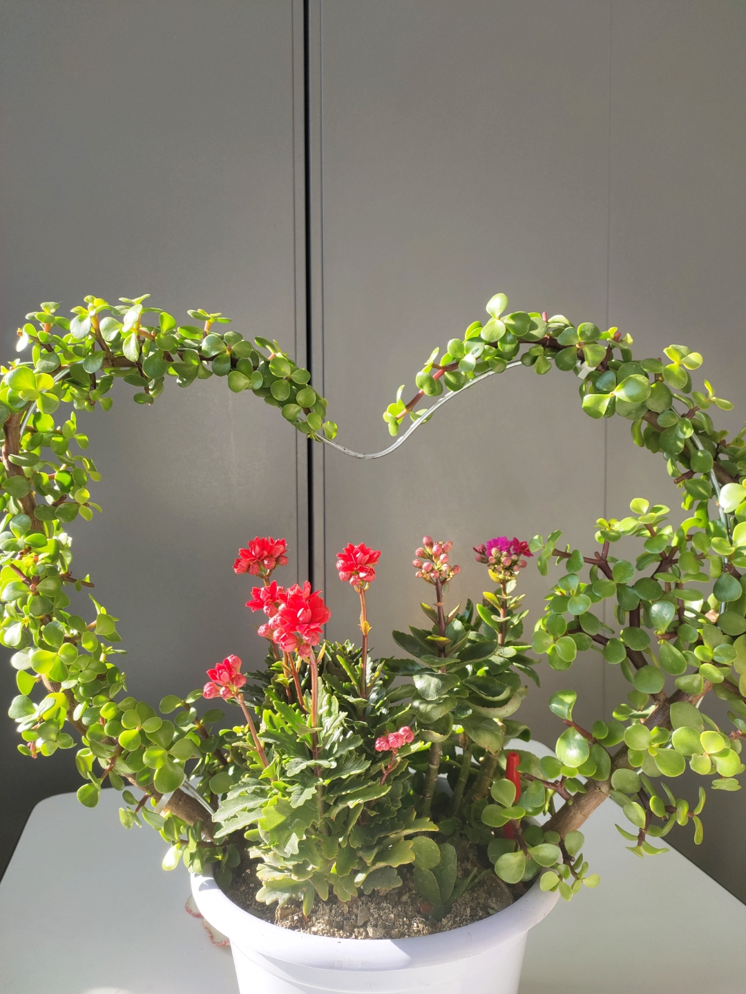 5月份给金枝玉叶换盆,金枝玉叶剃头后怎么才能快速生长