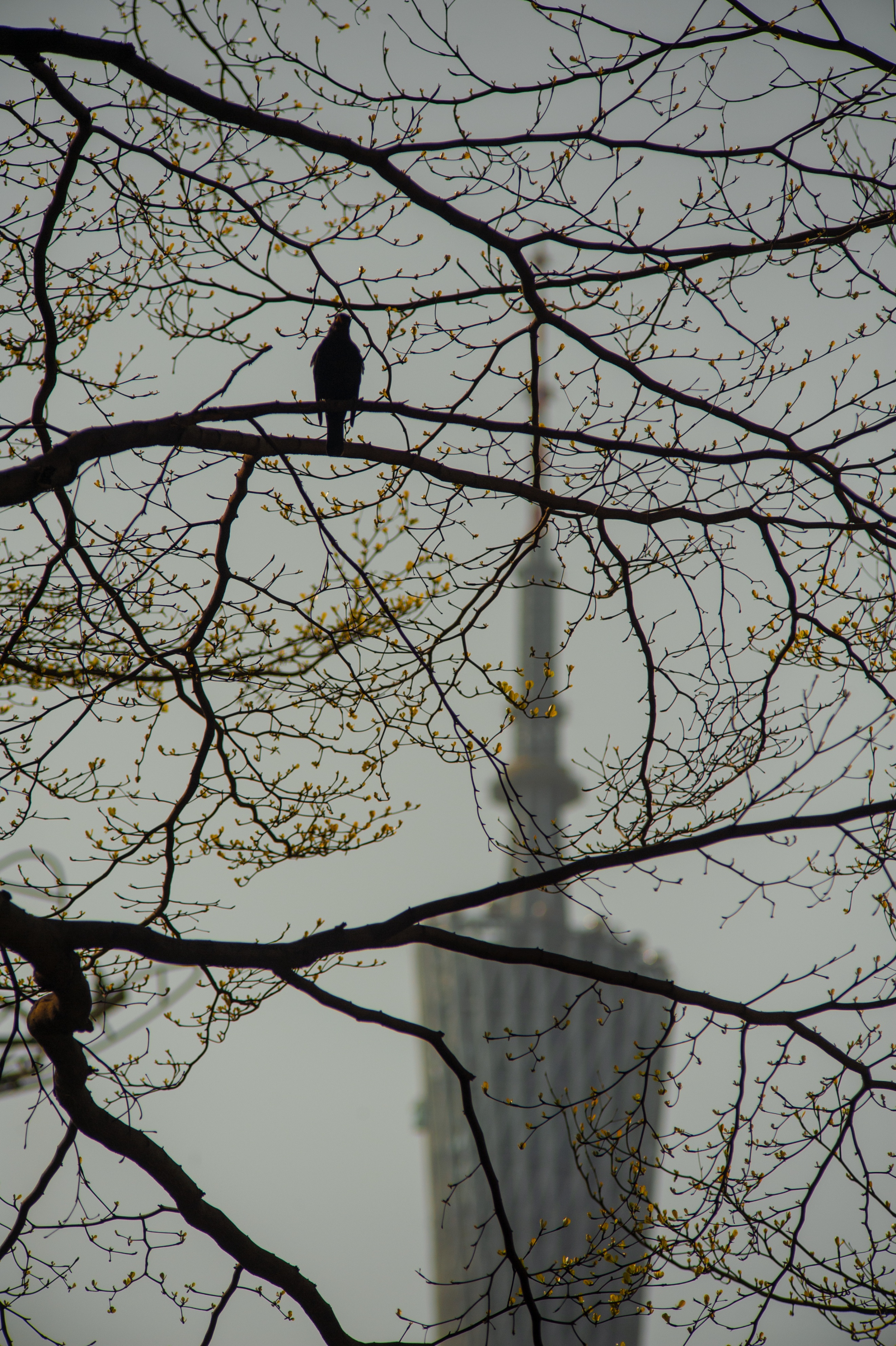 花城春天里,花城春天荷花