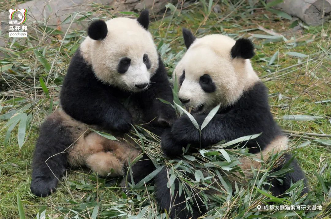 真正的熊猫和实际上的熊猫,最黑的熊猫是什么样子
