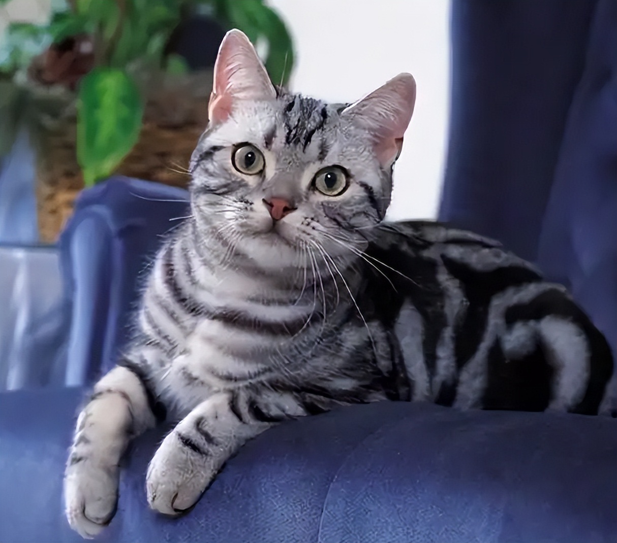 当十二星座遇见小猫咪会怎么样呢,十二星座的专属小猫咪