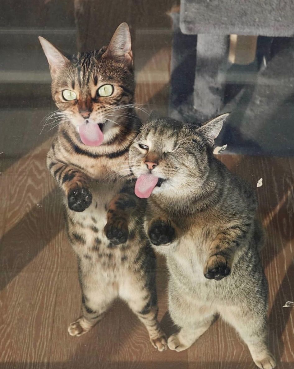 公猫和母猫是如何“交配”的？