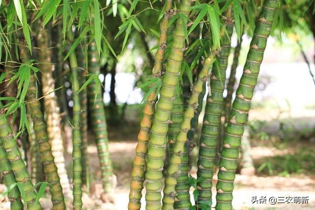 罗汉竹：寓意“节节高升”却被大量砍伐，如今身价倍增
