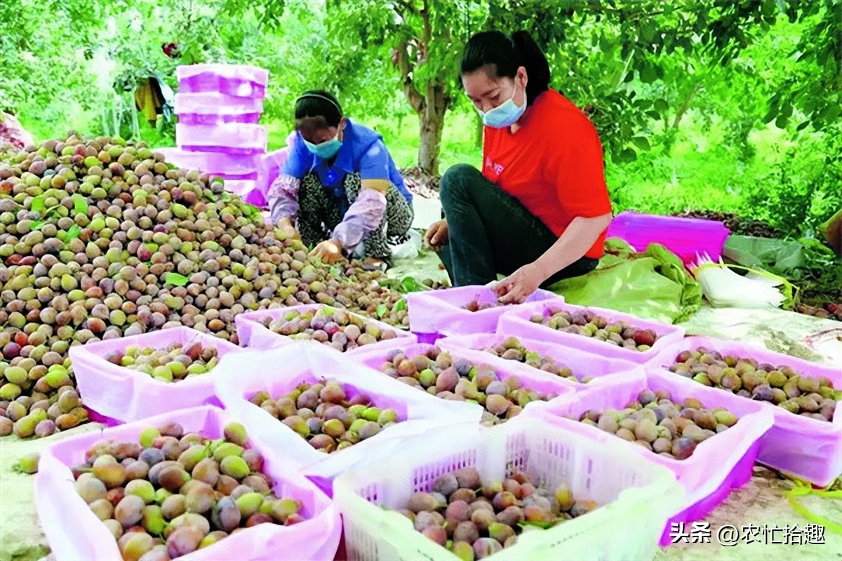 市场缺货蔬菜,市场长期缺货