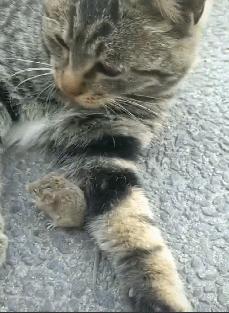 不推荐养的六种猫是哪六种,哪种猫最不好养而且又最好养