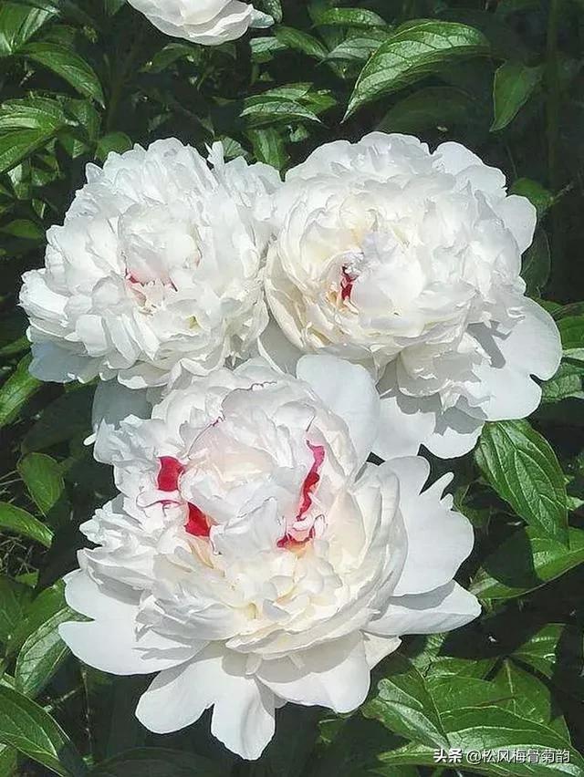 花儿朵朵开，香艳惹人爱，闻香觅花来，弄花香满衣