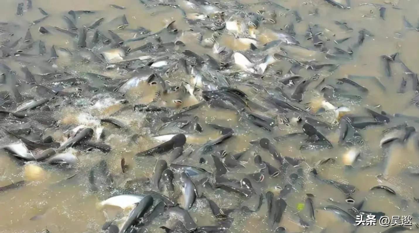 放生是否为了求功德,放生塘鲺的功德