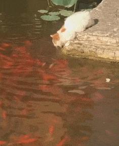 a股年度搞笑总结动图版,a股本周总结和思路