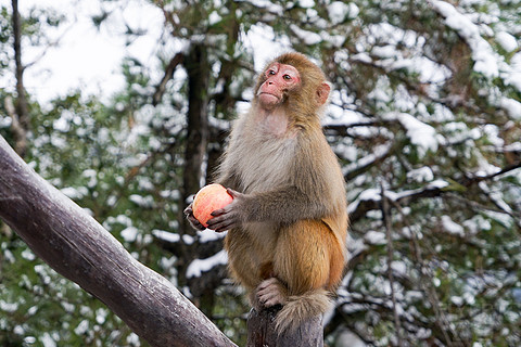 飞雪迎春山花烂漫,飞雪迎春绽玉蕊