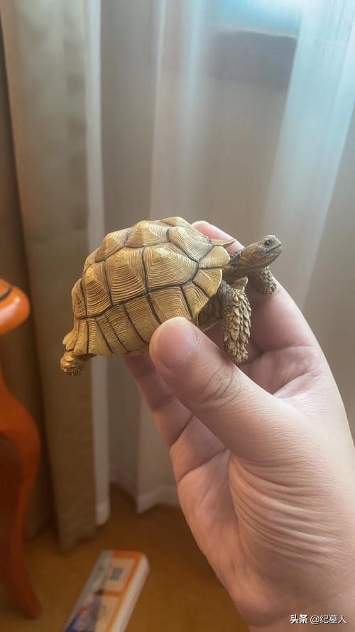 北京一男子捡到一个乌龟养了七年,12年男子捡到乌龟养了7年发现异常