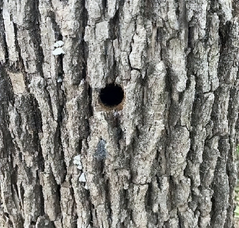 12月份园林绿化养护工作重点,元月份园林养护重点工作