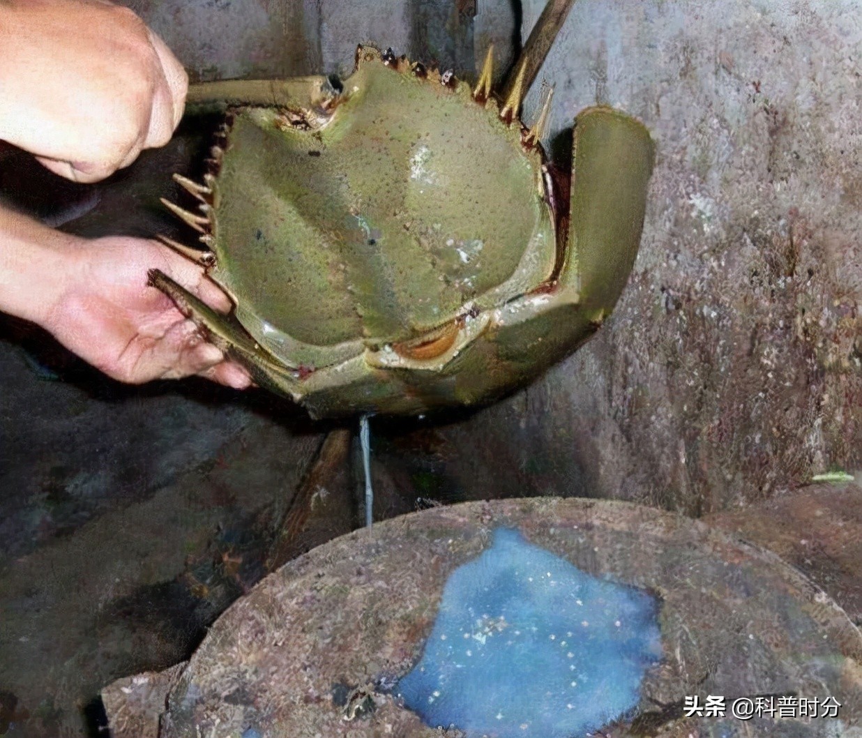 4亿多年蓝色血液引人类陷入绝境,4亿岁生物被疯狂抽血