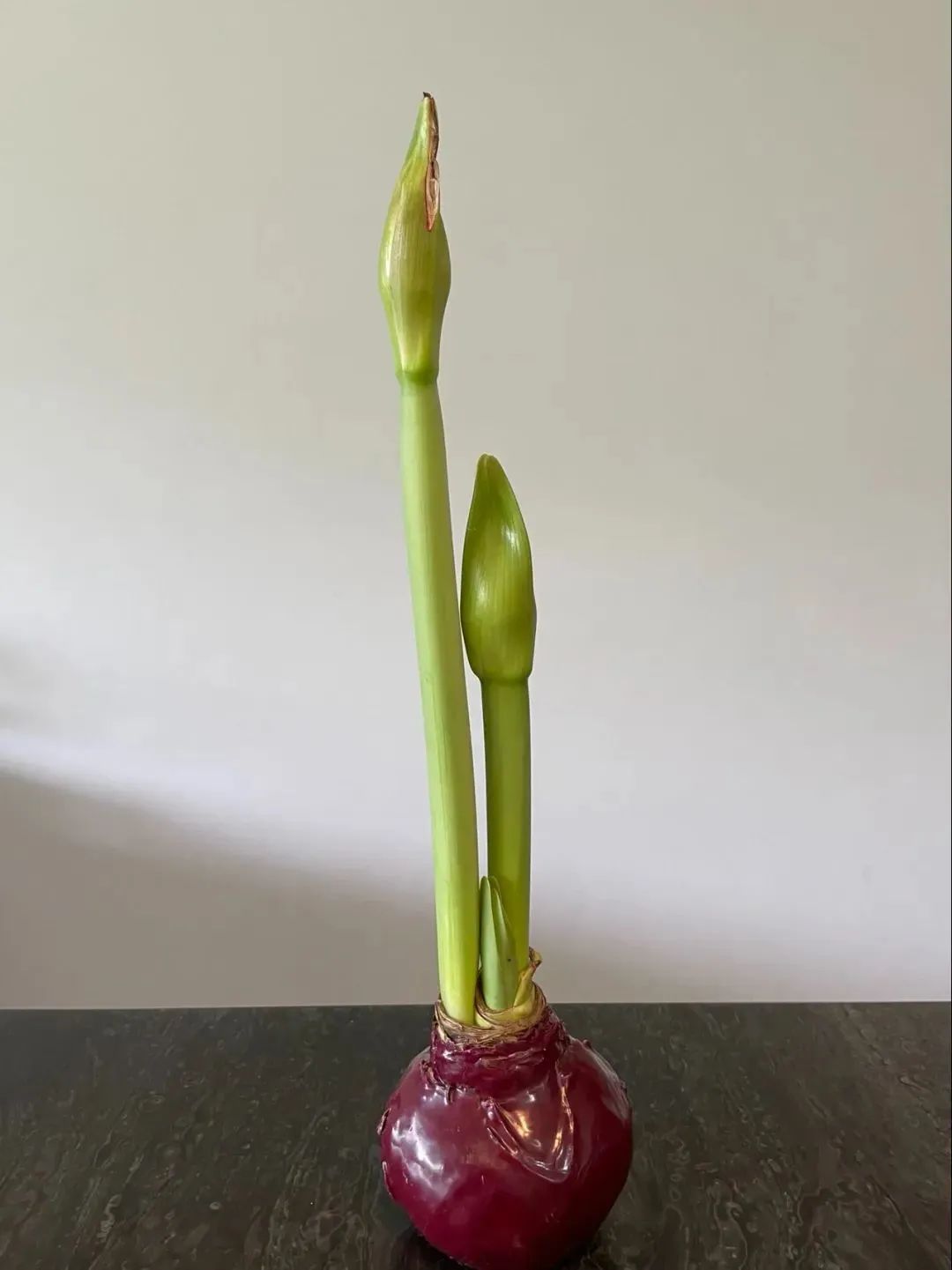 鲜花在水里能养几天会死,新加坡盆栽花卉怎么养