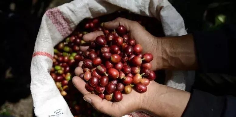 涨知识7个关于咖啡的小知识,40条有趣的咖啡小知识