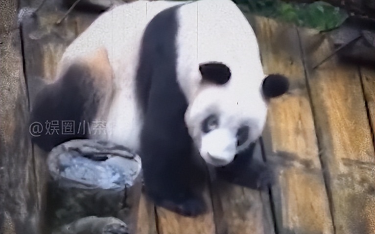熊猫母女分开几年再次相见,熊猫母子分开后再次相见
