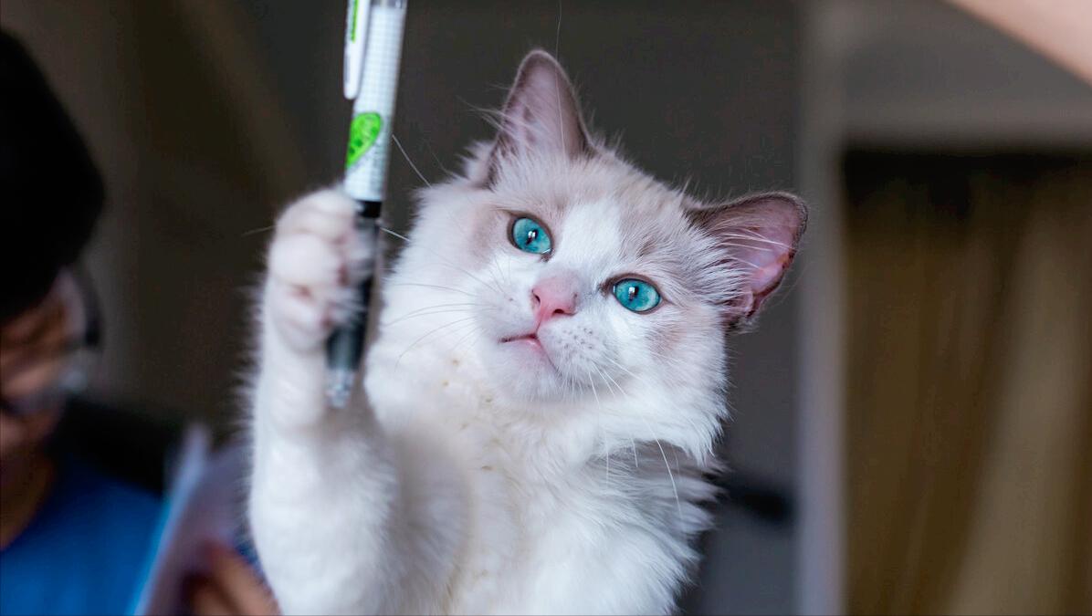 再养一只猫可以解决猫咪挑食吗,猫咪有什么特点铲屎官一定要知道