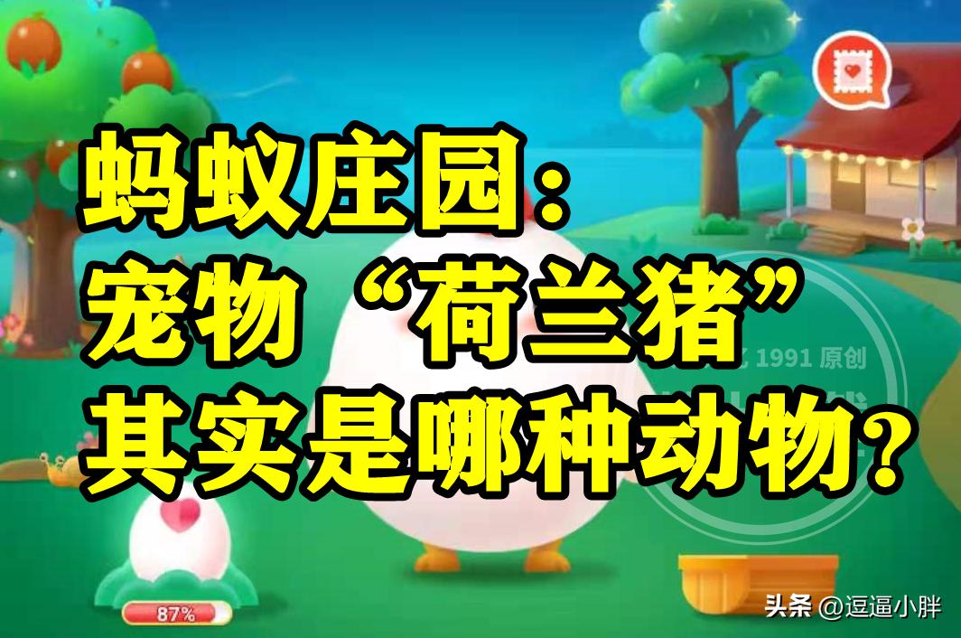 荷兰猪是胎生动物还是卵生动物,类似荷兰猪的宠物有哪些