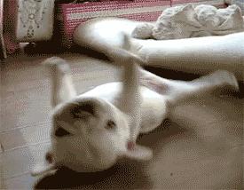 狗狗把你当“亲妈”，会有这7个行为！别不懂